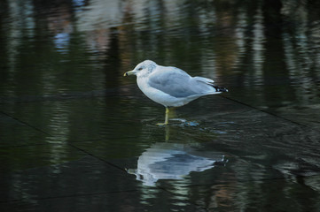 Seagull