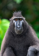 The Celebes crested macaque. Front view, Close up portrait. Green natural background. Crested black macaque, Sulawesi crested macaque, or the black ape.  Natural habitat. Sulawesi. Indonesia.