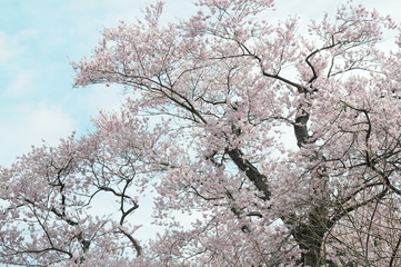 琵琶湖の桜