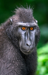 The Celebes crested macaque. Front view, Close up portrait. Green natural background. Crested black macaque, Sulawesi crested macaque, or the black ape.  Natural habitat. Sulawesi. Indonesia.