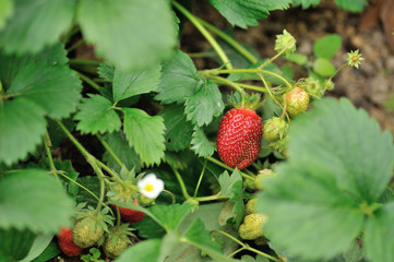 strawberries on bush crop - 257558284