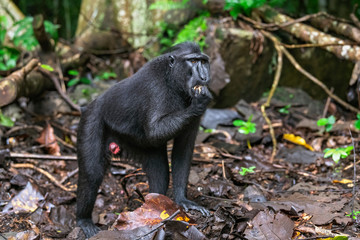 The Celebes crested macaque .  Crested black macaque, Sulawesi crested macaque, or the black ape.  Natural habitat. Sulawesi. Indonesia.