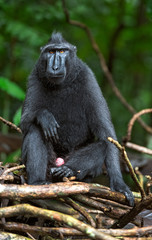 The Celebes crested macaque . Green natural background. Crested black macaque, Sulawesi crested macaque, celebes macaque or the black ape.  Natural habitat. Sulawesi. Indonesia.