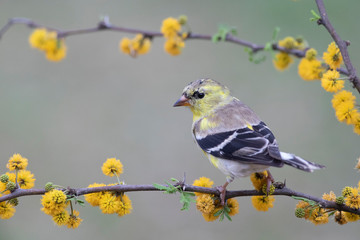 Spinus psaltria perched on a mimosa branch