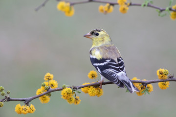 Spinus psaltria perched on a mimosa branch