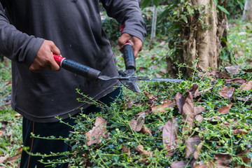 Obraz premium Men are using scissors to cut trees.