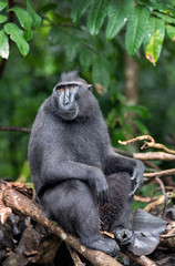 The Celebes crested macaque . Green natural background. Crested black macaque, Sulawesi crested macaque, celebes macaque or the black ape.  Natural habitat. Sulawesi. Indonesia.