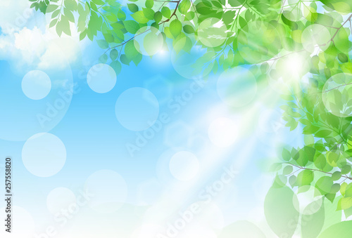 新緑 光 緑 背景 Wall Mural Wallpaper Murals J Boy 新緑 光 緑 背景 Wall Mural Wallpaper Murals J Boy