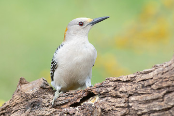 Melanerpes aurifrons perched on a trunk backyard home feeder outside