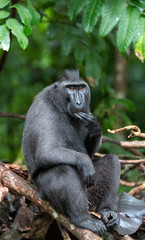 Naklejka na ściany i meble The Celebes crested macaque eating. Green natural background. Crested black macaque, Sulawesi crested macaque, or the black ape. Natural habitat. Sulawesi. Indonesia.