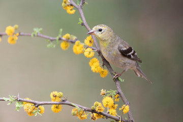 Spinus psaltria perched on a mimosa branch