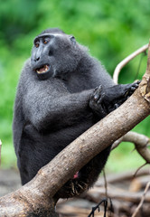 The Celebes crested macaque . Green natural background. Crested black macaque, Sulawesi crested macaque, celebes macaque or the black ape.  Natural habitat. Sulawesi. Indonesia.