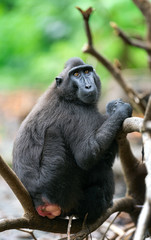 The Celebes crested macaque .  Crested black macaque, Sulawesi crested macaque, or the black ape.  Natural habitat. Sulawesi. Indonesia.