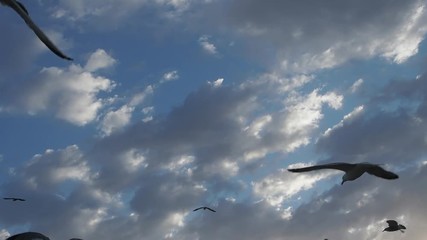 Seagulls gather in the fishing port of Essaouira, on Morocco's Atlantic coast.