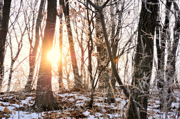 beautiful bright sunrise in cold snowy forest covered with crystals of snow - 257559632