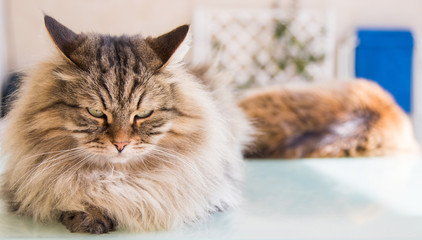 Beautiful pet of livestock in relax, siberian purebred cat