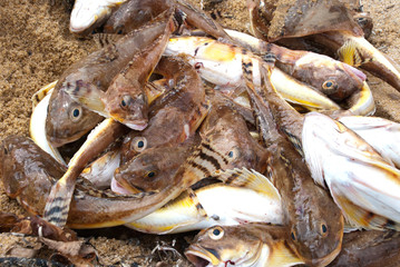 heads of dead goby fish on sandy beach - 257559652