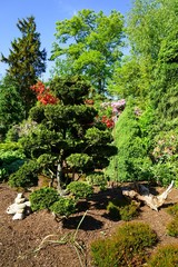 Fototapeta na wymiar Schön geschnittende Bäume in einem Garten