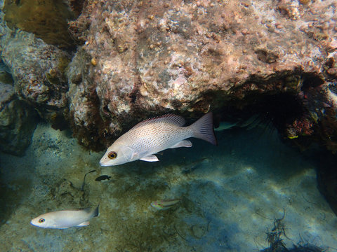 Mahogany Snapper hiding under a rock in St. Thomas US Virgin Islands.