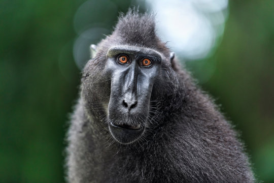 The Celebes crested macaque. Front view, Close up portrait. Green natural background. Crested black macaque, Sulawesi crested macaque, or the black ape.  Natural habitat. Sulawesi. Indonesia.