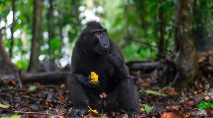 The Celebes crested macaque eating. Close up portrait. Crested black macaque, Sulawesi crested macaque, or the black ape.  Natural habitat. Sulawesi. Indonesia.