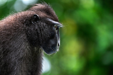 The Celebes crested macaque. Close up portrait, side view. Crested black macaque, Sulawesi crested macaque, celebes macaque or the black ape.  Natural habitat. Sulawesi. Indonesia.