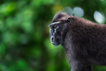 The Celebes crested macaque. Close up portrait, side view. Crested black macaque, Sulawesi crested macaque, celebes macaque or the black ape.  Natural habitat. Sulawesi. Indonesia.