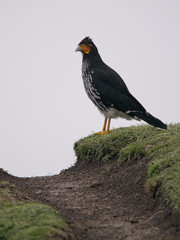 A caraca bird at the Pichincha volcano, located just to the side of Quito, which wraps around its eastern slopes, Pichincha, Ecuador.