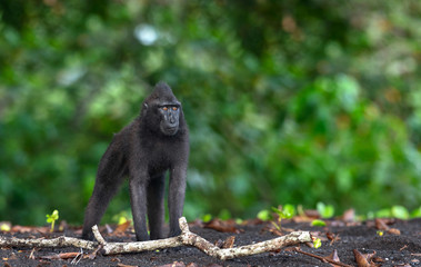 The Celebes crested macaque . Green natural background. Crested black macaque, Sulawesi crested macaque, sulawesi macaque or the black ape.  Natural habitat. Sulawesi. Indonesia.