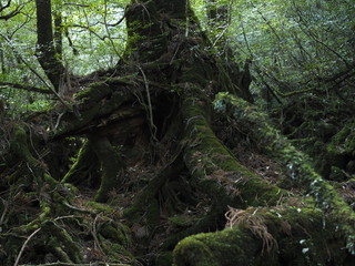 Fototapeta premium 屋久島