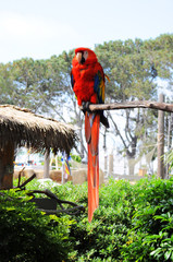 Red macaw standing in a branch