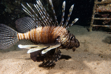 Lion fish in the Red Sea colorful fish, Eilat Israel
