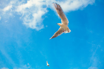seagull with spread wings against blue sky