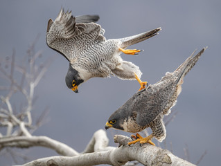 Peregrine Falcon