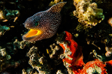 Moray eel Mooray lycodontis undulatus in the Red Sea, eilat israel