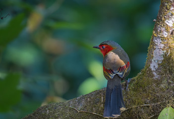 Red-faced Liocichla on branch in nature.
