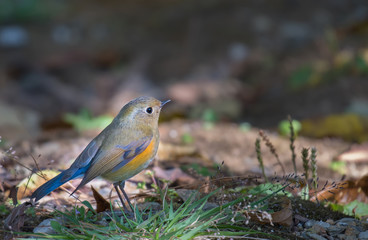 Tickell's Blue Flycatcher in nature.