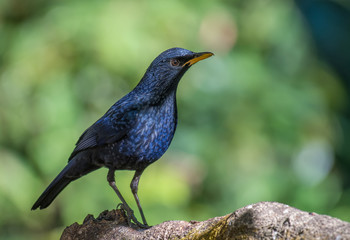 Blue Whistling Thrush on branch in nature.