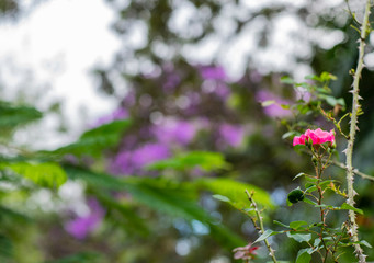 Roses flowers in the rose garden. Pink rose flower. 