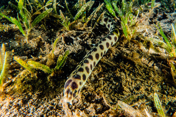 Tiger Snake Eel in the Red Sea Colorful and beautiful, Eilat Israel
