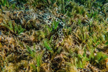 Tiger Snake Eel in the Red Sea Colorful and beautiful, Eilat Israel