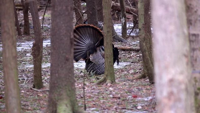 Turkey in The forest