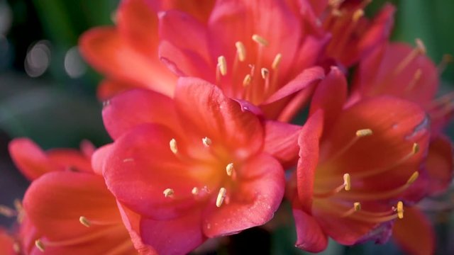 Pink and orange Natal Lily or Bush Lily flowers, Close Up Macro Detail