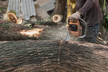 Men cutting trees