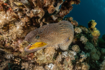 Moray eel Mooray lycodontis undulatus in the Red Sea, eilat israel