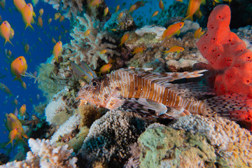 Lion fish in the Red Sea colorful fish, Eilat Israel