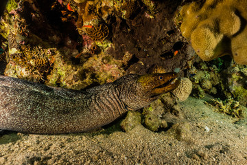 Moray eel Mooray lycodontis undulatus in the Red Sea, eilat israel