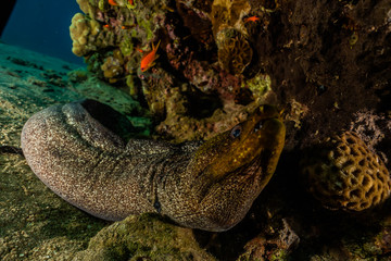 Moray eel Mooray lycodontis undulatus in the Red Sea, eilat israel