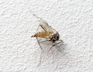 Obraz premium Detail of Dead Aedes Aegypti Mosquito