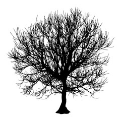 Black dry tree winter or autumn silhouette on white background. Vector eps10 illustration